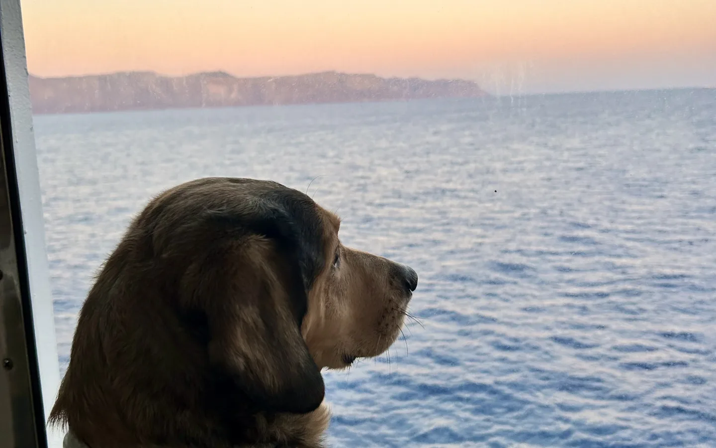 Σκύλος κοιτάζει τη θάλασσα από το παράθυρο πλοίου, με στεριά στο βάθος την ώρα του ηλιοβασιλέματος