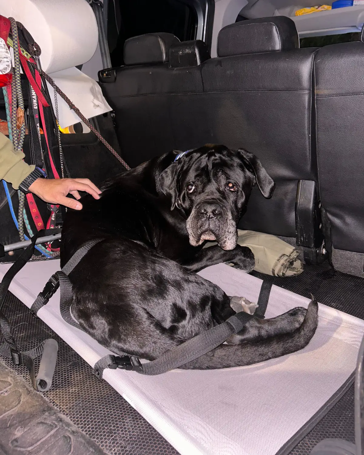 Συνοδός του Taxi4Pets χαϊδεύει σκύλο Cane Corso δεμένο με ζώνη σε στρώμα μεταφοράς μέσα στο όχημα