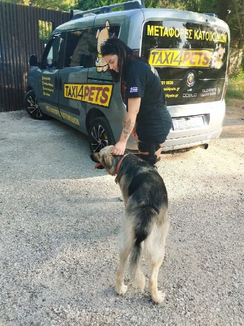 Συνεργάτιδα του Taxi4Pets χαϊδεύει σκύλο πριν από την επιβίβαση στο όχημα