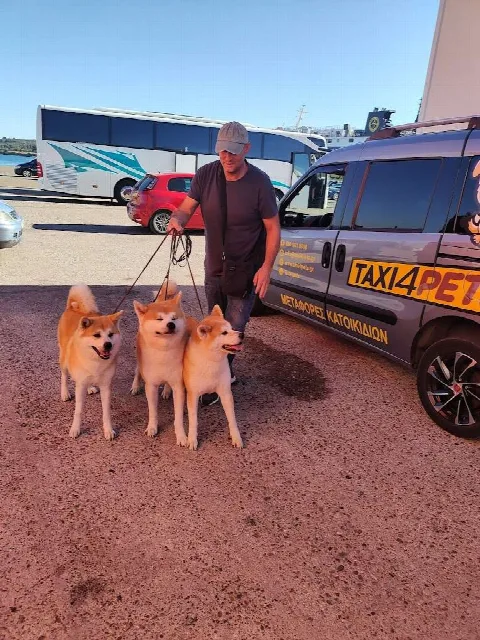 Οδηγός του Taxi4Pets συνοδεύει τρεις σκύλους Akita προς το όχημα μεταφοράς