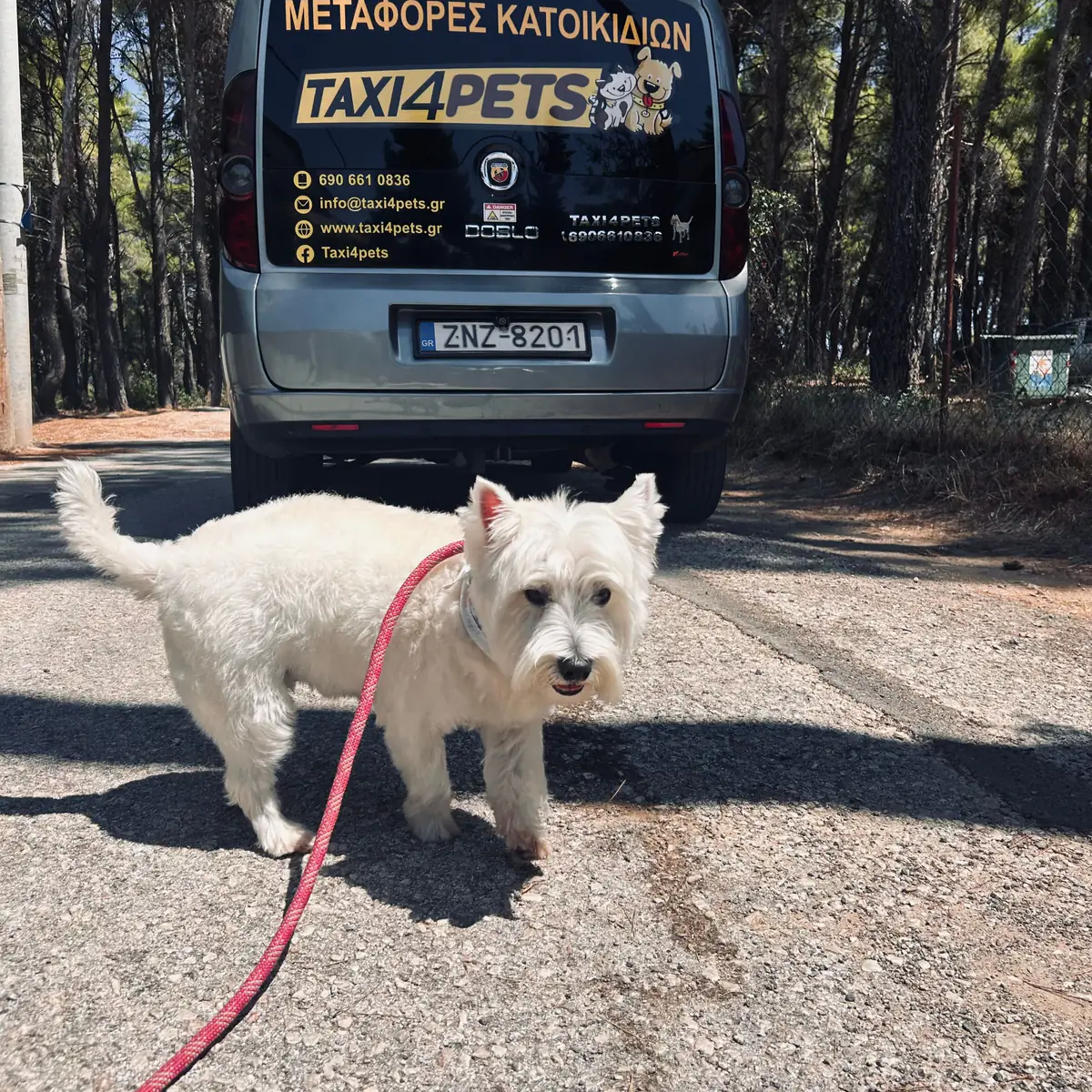 Λευκό σκυλάκι West Highland Terrier με λουρί μπροστά από το όχημα μεταφοράς κατοικιδίων του Taxi4Pets, σε δασικό δρόμο